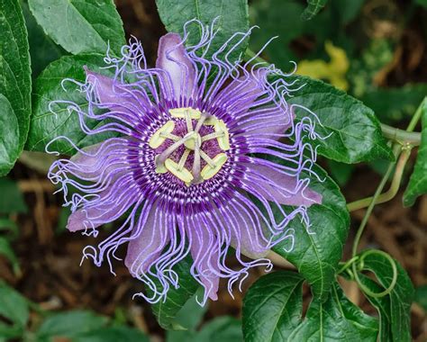 passion flower in winter